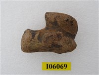 藏品(虎距骨)的圖片